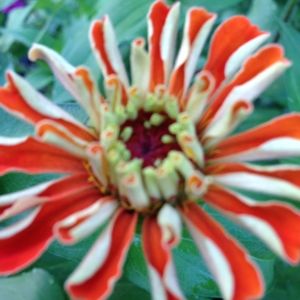 Meet your Posher, Nancy